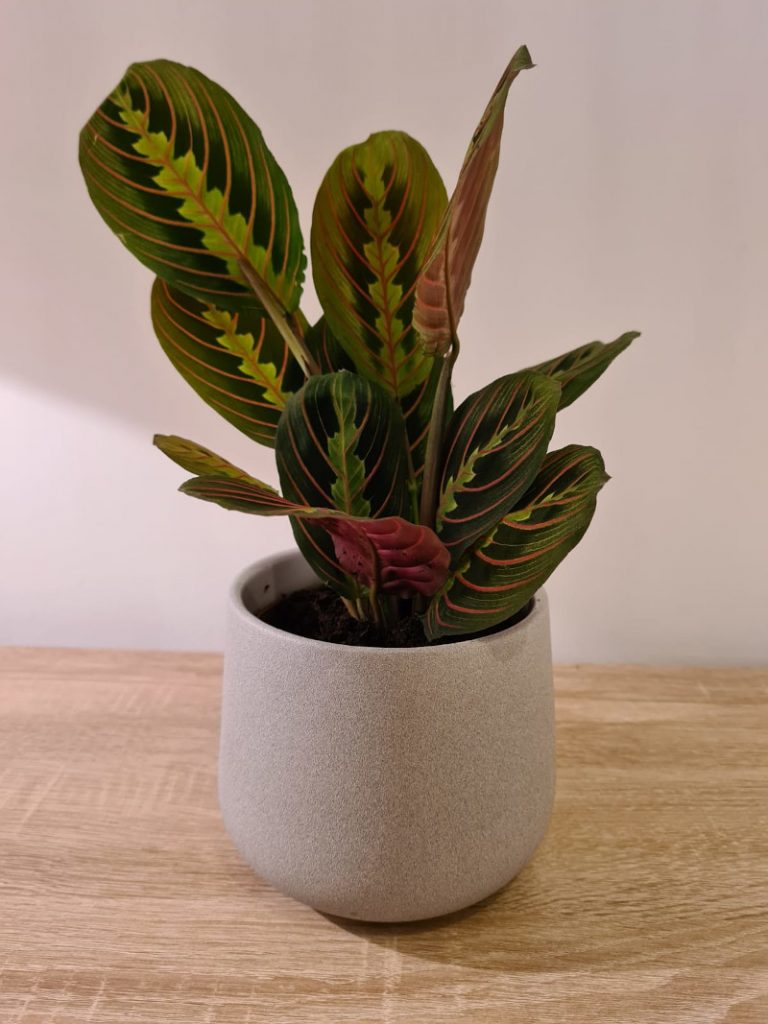 how long does a prayer plant live