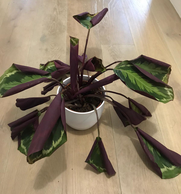 houseplant leaves curling up
