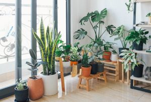 houseplants that grow quickly