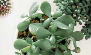 how to make a jade plant bushy