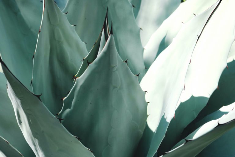 How To Save An Aloe Plant OSERA