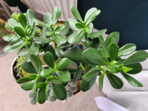jade plant leaves turning brown