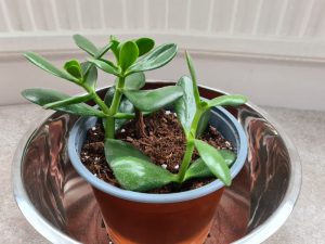jade plant leaves turning red