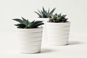 plants for very small pots
