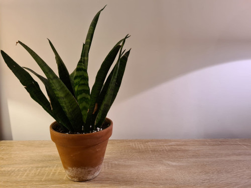 plants that grow fast indoors