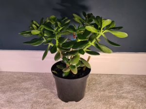 pruning a leggy jade plant