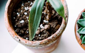 what are the white things in potting soil