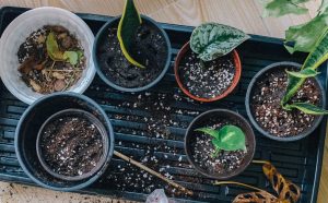 what is the white stuff in potting soil