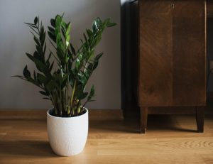 zz plant stalks falling over