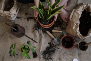 can potting soil go bad