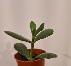 jade plant leaves turning black