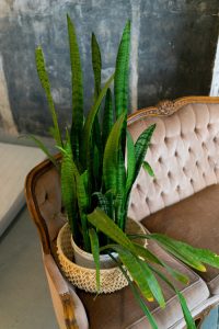 snake plant wrinkled leaves
