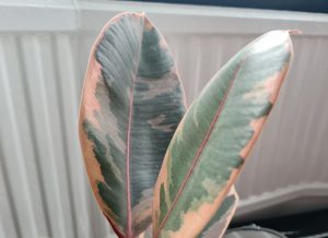 rubber plant brown edges