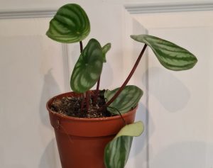 watermelon peperomia dropping leaves