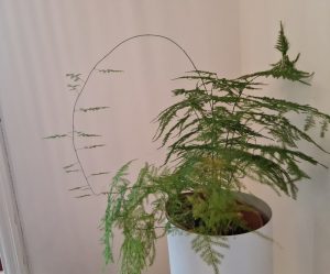 leggy asparagus fern