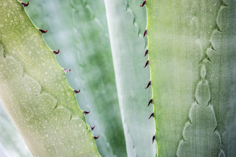 where do aloe vera plants grow