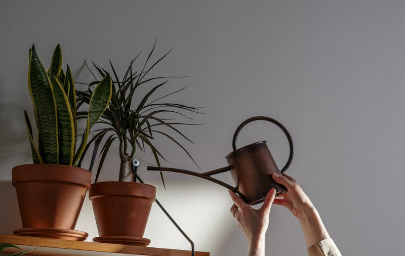 how to know when to water plants