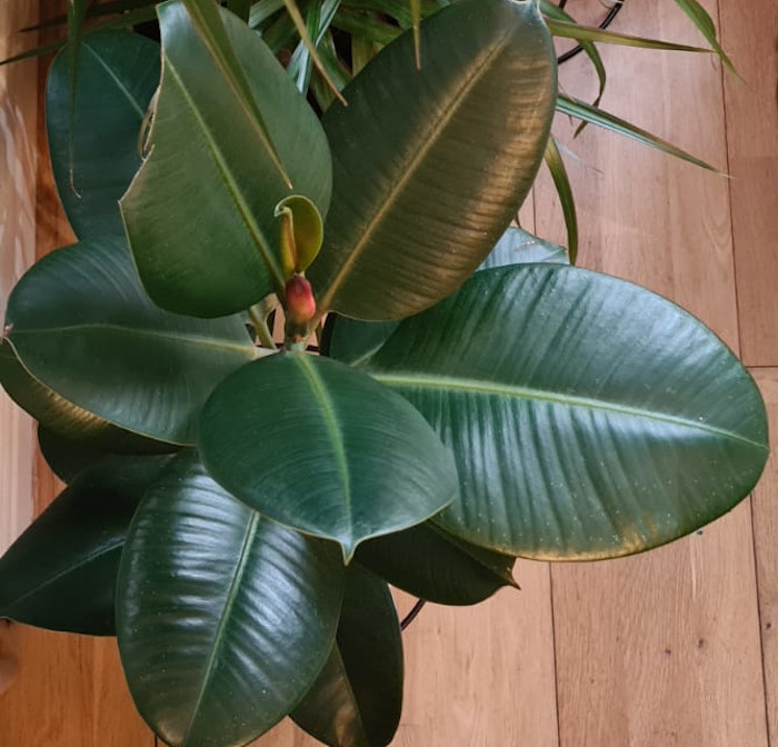 Rubber Plant Leaves Turning Yellow | How To Fix It! - OSERA