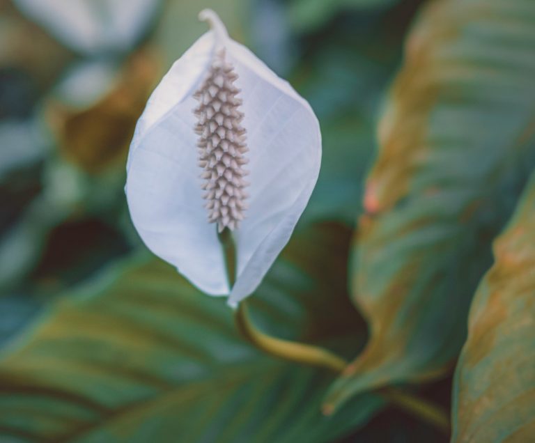 Peace Lily Not Growing What You Can Do About It OSERA