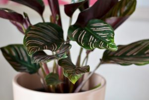 why is my calathea dying