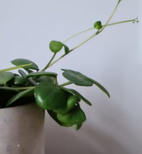 why is my peperomia hope dying